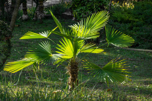 Young Chinese windmill palm (Trachycarpus fortunei) or Chusan palm in city park of Sochi.  Close-up of beautiful green leaves Young Chinese windmill palm (Trachycarpus fortunei) or Chusan palm in city park of Sochi.  Close-up of beautiful green leaves trachycarpus photos stock pictures, royalty-free photos & images
