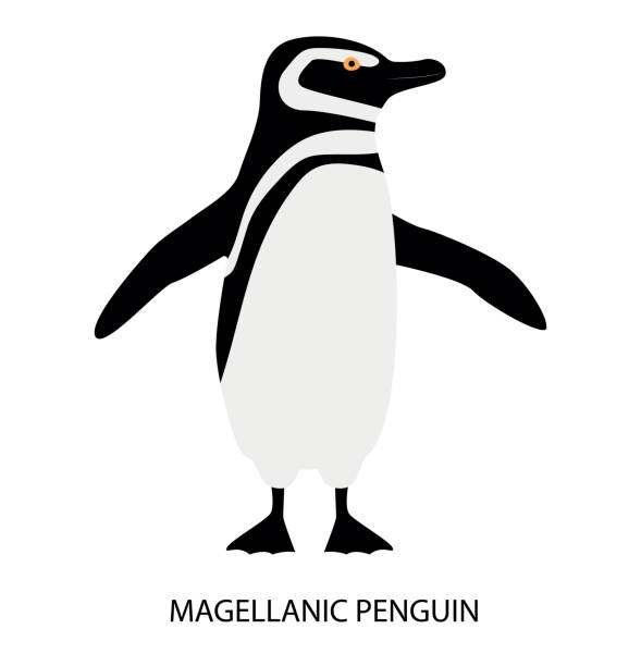 Illustration with  magellanic penguin. Cute cartoon character. Australian bird Illustration with  magellanic penguin. Cute cartoon character. Australian bird magellanic penguin stock illustrations