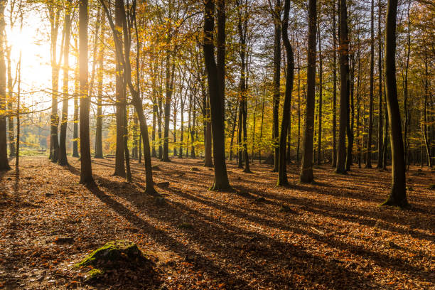 보거 근처 숲에서 가을에 태양 플레어 - sunspot grass area tree sun 뉴스 사진 이미지