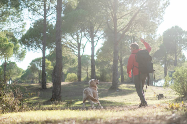 istock Man with stick is training of the dog  in forest. 1292585533