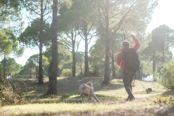 istock Man with stick is training of the dog  in forest. 1292585593