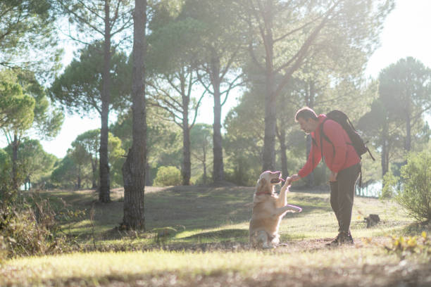 istock Mature man hiker with his dog playing in forest. 1292585619