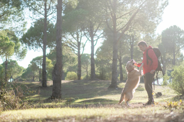 istock Mature man hiker with his dog playing in forest. 1292585647