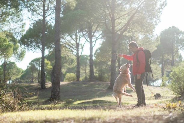 istock Mature man hiker with his dog playing in forest. 1292585683