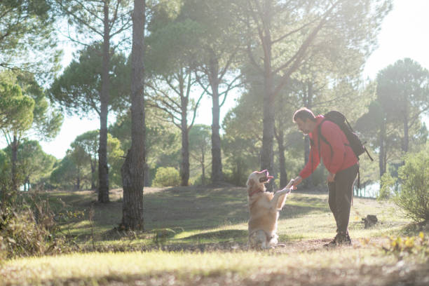 istock Mature man hiker with his dog playing in forest. 1292585716