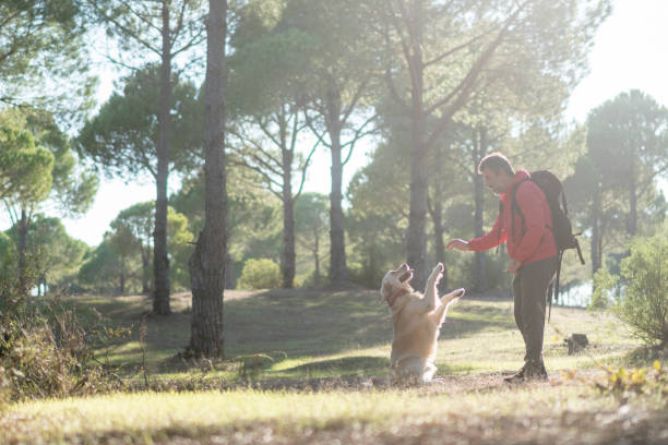 istock Mature man hiker with his dog playing in forest. 1292585867