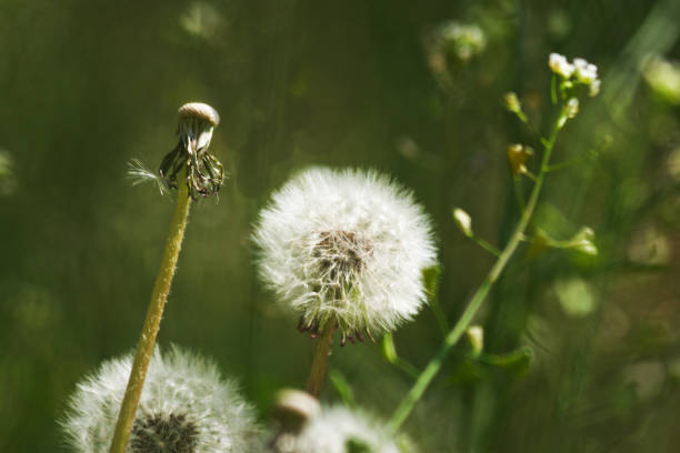 istock Dandelions in the meadow. Candid. 1292587182
