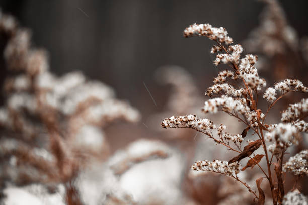 雪と乾燥したリード草 - clear sky flower part flower macro ストックフォトと画像