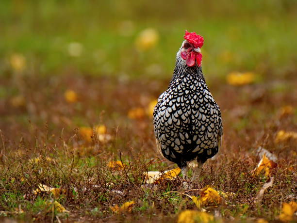 Russia. Moscow region, Istra. A rooster of the Dominant breed struts along the autumn lawn.