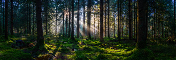 Deep in the wild woods sunbeams illuminating green forest panorama Golden beams of early morning sunlight streaming through the pine needles of a green forest to illuminate the soft mossy undergrowth in this idyllic woodland glade. forest floor photos stock pictures, royalty-free photos & images