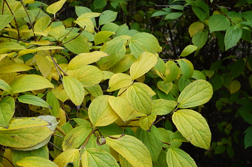 Green and yellow autumnal foliage of mock orange in October