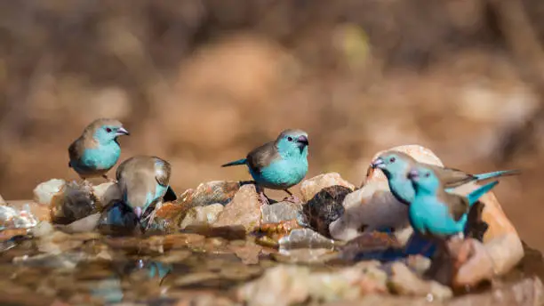 Small group of Blue-breasted Cordonbleu standing at waterhole in Kruger National park, South Africa ; Specie Uraeginthus angolensis family of Estrildidae