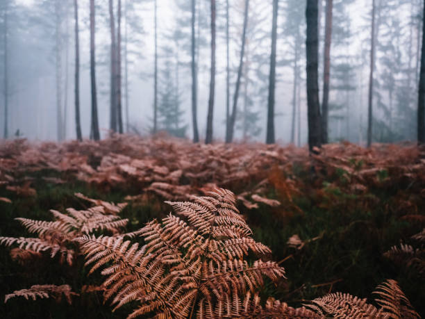 rust-brown fern between the trees