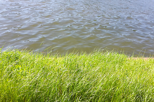 Green grass and water in spring time.