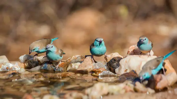 Small group of Blue-breasted Cordonbleu standing at waterhole in Kruger National park, South Africa ; Specie Uraeginthus angolensis family of Estrildidae