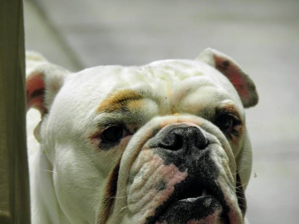 istock White English bulldog 1292589548