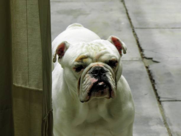 istock English bulldog 1292589747