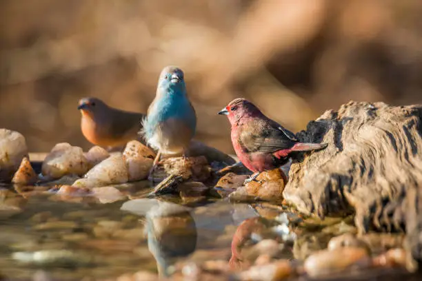 Jameson Firefinch and Blue breasted Cordonbleu standing at waterhole in Kruger National park, South Africa ; Specie Lagonosticta rhodopareia and Uraeginthus angolensis family of Estrildidae
