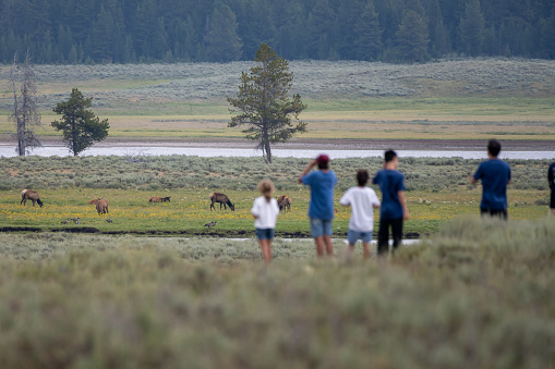 Crowds of Tourists Gather to Watch Elk in Hayden Valley