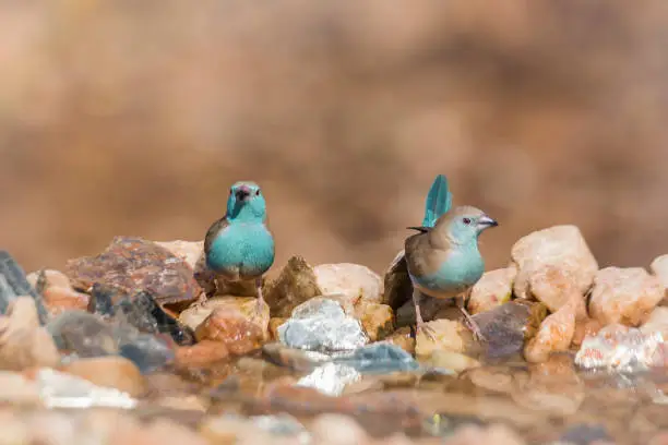 Two Blue-breasted Cordonbleu standing at waterhole front view in Kruger National park, South Africa ; Specie Uraeginthus angolensis family of Estrildidae
