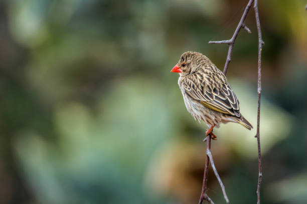 Red-billed Quelea in Kruger National park, South Africa Red-billed Quelea perched on a branch with natural background in Kruger National park, South Africa ; Specie Quelea quelea family of Ploceidae red billed quelea stock pictures, royalty-free photos & images