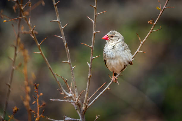 Red-billed Quelea in Kruger National park, South Africa Red-billed Quelea perched on a branch with natural background in Kruger National park, South Africa ; Specie Quelea quelea family of Ploceidae red billed quelea stock pictures, royalty-free photos & images