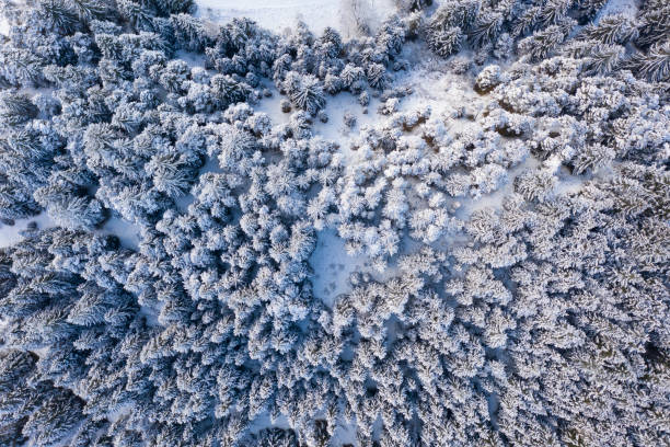 istock Drones view from above of snow-covered spruce trees in winter 1292591294