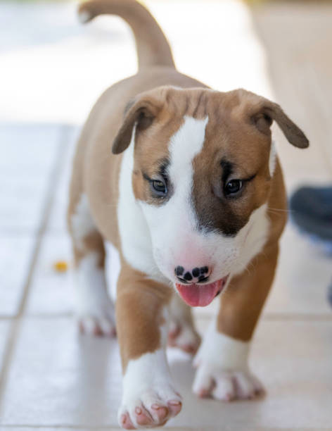 istock Red and white bull terrier puppy in the yard 1292592216