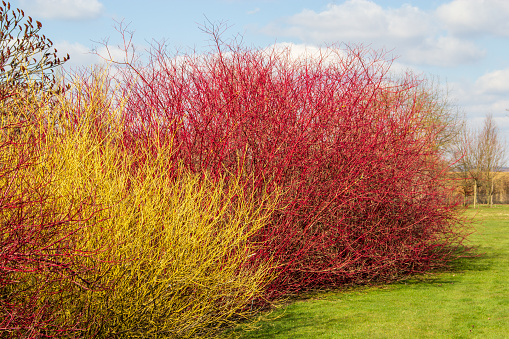 Decorative dogwood ornamental shrubs with red and yellow bark.