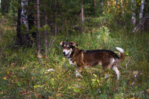 Autumn forest and dog