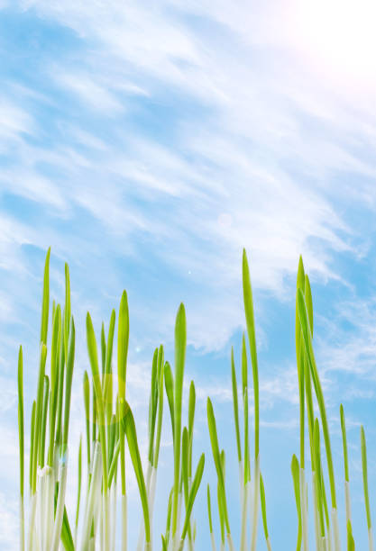 Sprouted oats against the blue sky with clouds. Spring planting