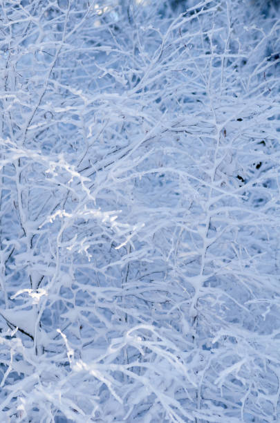 winterhintergrund mit schnee und eisbedecktem gestrüpp - peeling frost ice season stock-fotos und bilder