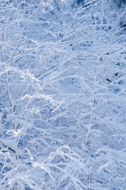 sfondo invernale con neve e macchia coperta di ghiaccio - peeling frost ice season foto e immagini stock