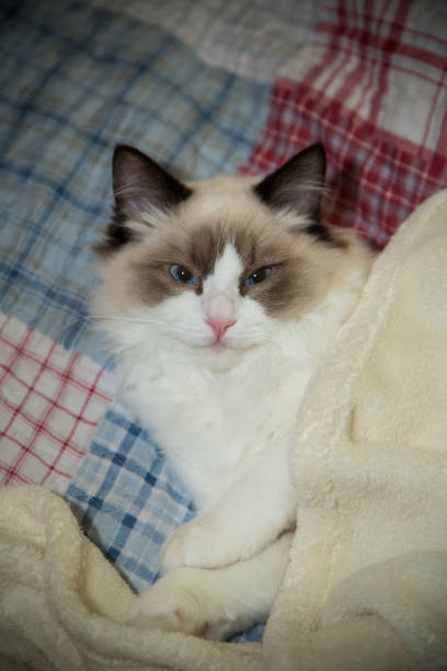 istock Young beautiful purebred Ragdoll cat at home 1292600752