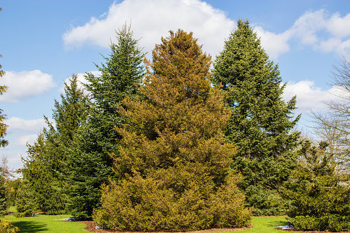 Various fir and thuja trees