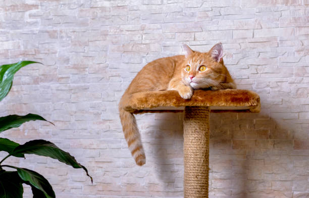 istock Red domestic cat ready to hunt prey. Ginger cat is looking and getting ready to attack. 1292603326
