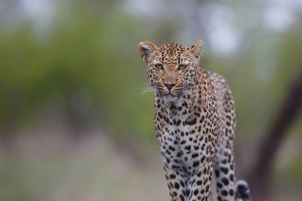 istock Leopard in Sabi Sands Game Reserve 1292603508
