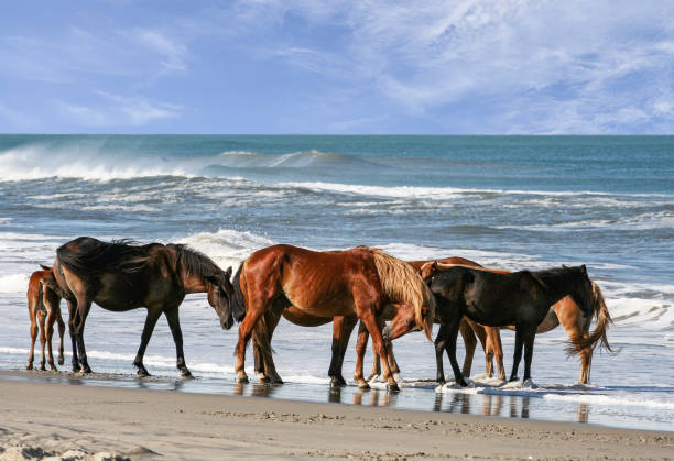 istock Spanish Horses of Corolla North Carolina 1292603534