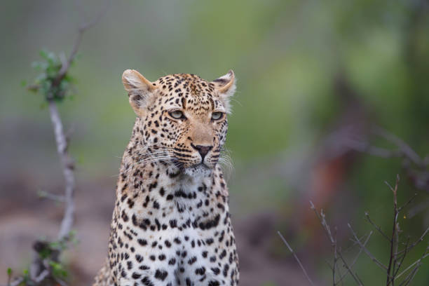 istock Leopard in Sabi Sands Game Reserve 1292603550