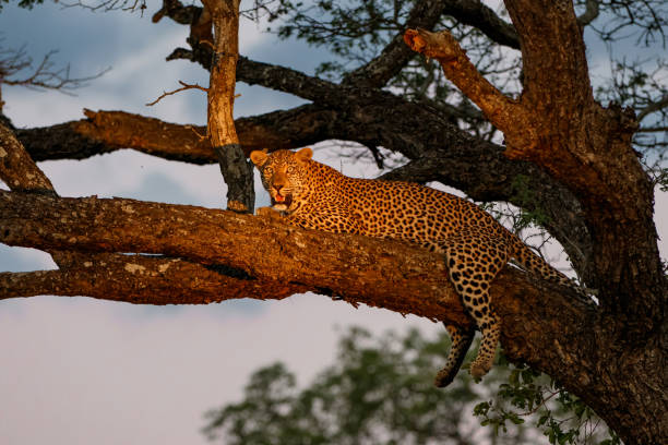 istock Leopard in Sabi Sands Game Reserve 1292603552