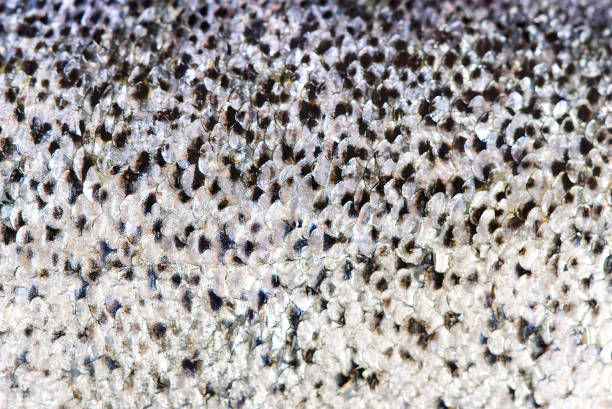 istock Fresh raw Salmon fish skin macro texture for background 1292603593