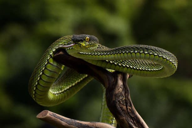 istock trimeresurus purpureomaculatus 1292603737