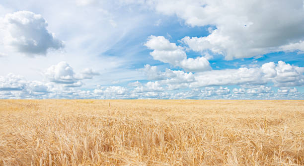 istock Grain harvesting in rural areas. 1292603763