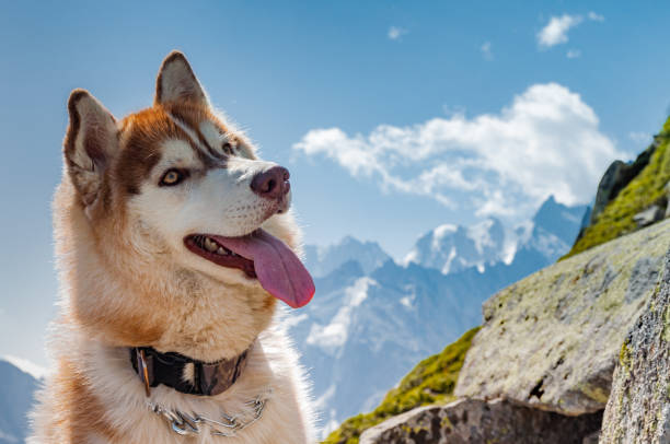 Snow dog in the snowy mountains, close-up portrait