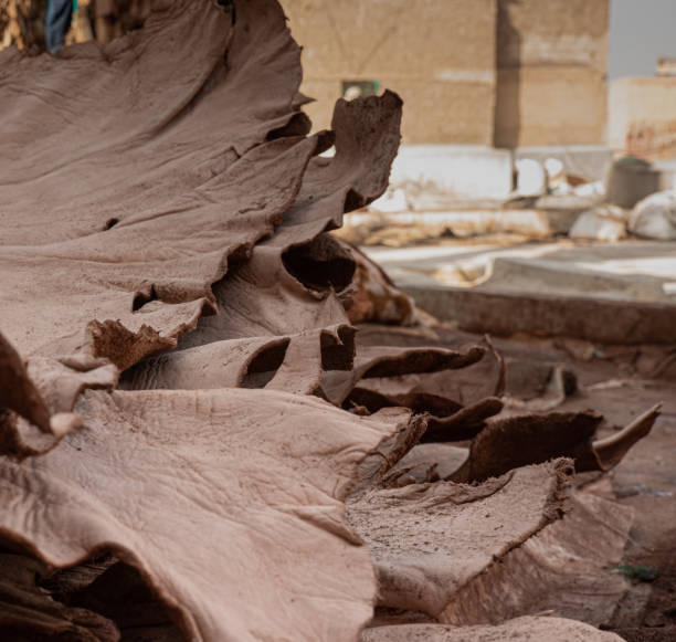 zaunhaut für die gerbung in einer fabrik in marrakesch, marokko - craft market morocco shoe stock-fotos und bilder
