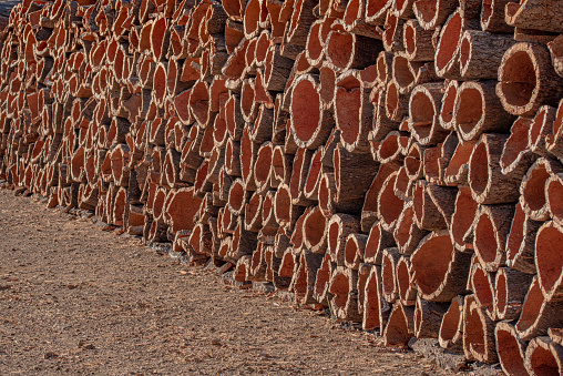Bench near the wall, near trees in pots, Saint Catalina, Arequipa, Peru