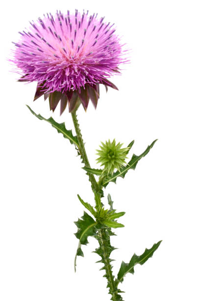 thistles flower and bud isolated on white - thorn spiked flower head blossom imagens e fotografias de stock