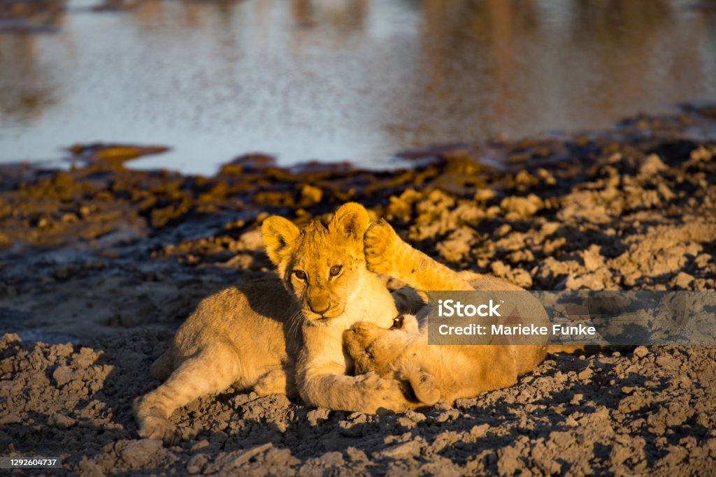 playing lion cubs two young lions playing in afternoon sun, Okavango Botswana Animal Stock Photo
