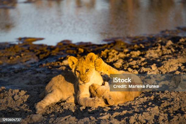 Playing Lion Cubs Stock Photo - Download Image Now - Animal, Animal Themes, Animal Wildlife