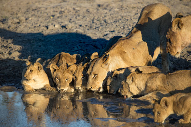 istock lion cubs and mom 1292604755